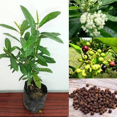 Allspice Plants — Allspice sapling available at Agro Nursery Garden